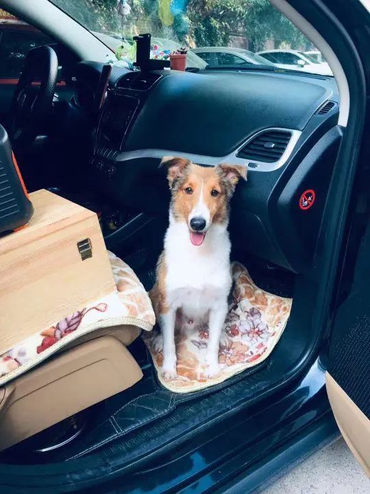 58歲的她，自駕房車旅居，一人兩犬，活成了自己喜歡的樣子